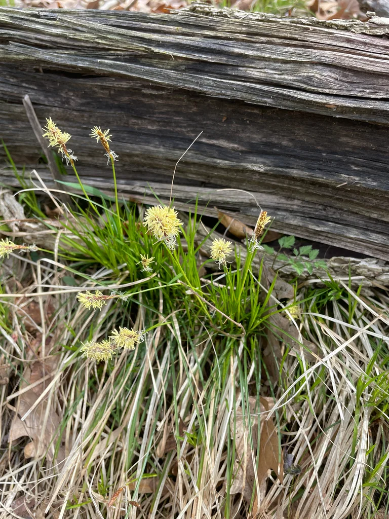 Carex Pensylvanica