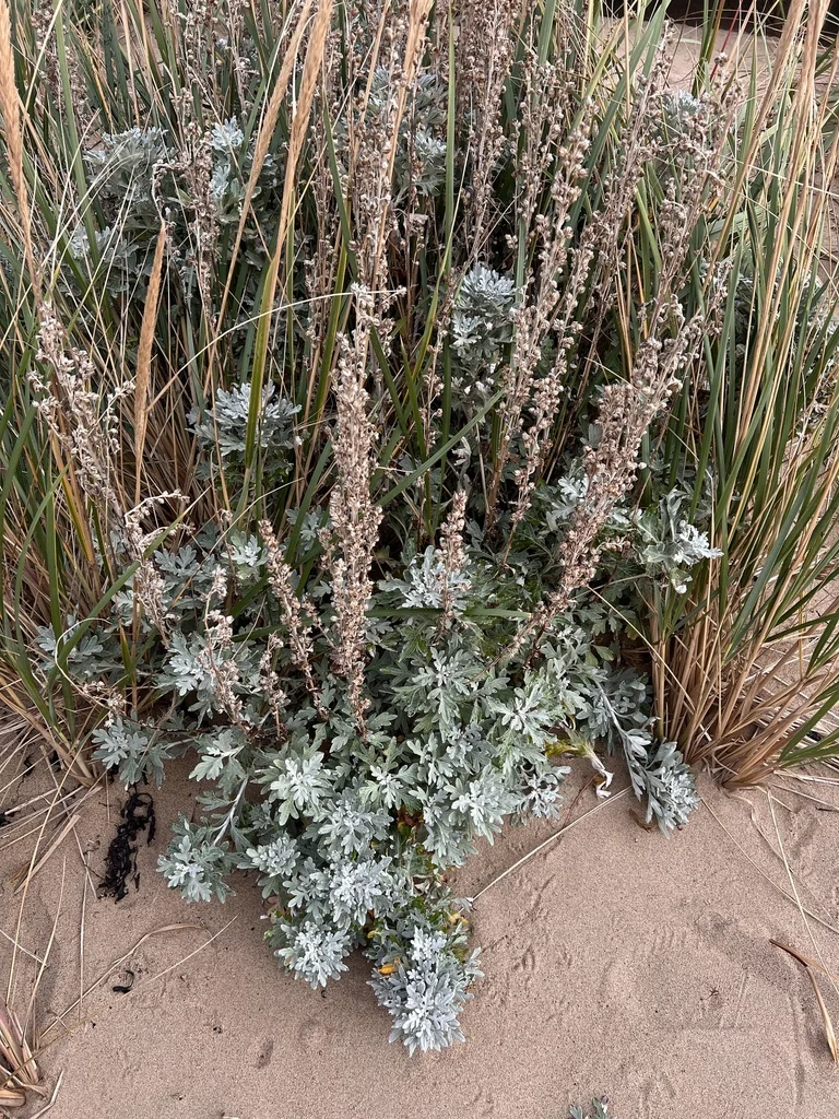 Artemisia stelleriana