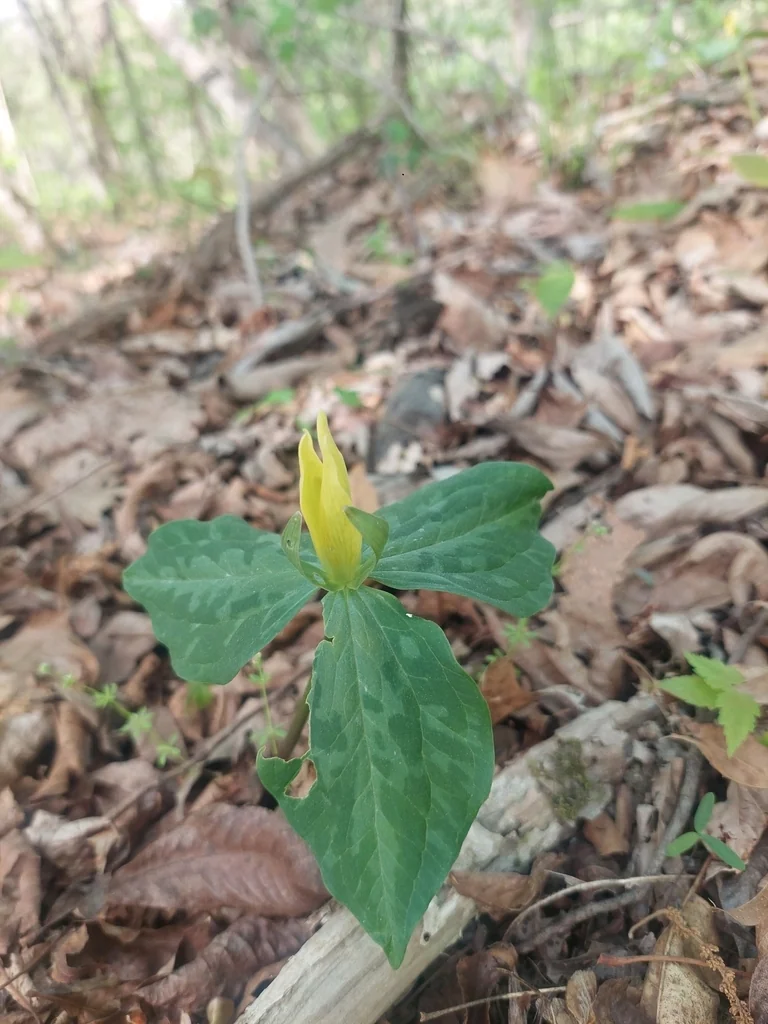 Trillium Luteum