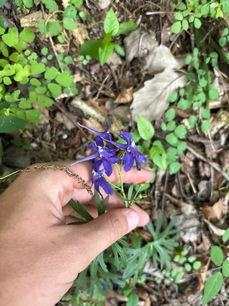 Delphinium Tricorne