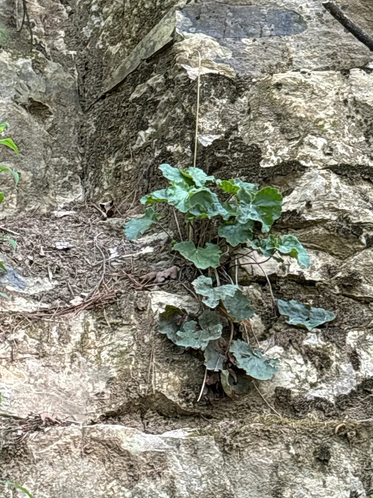 Heuchera Americana