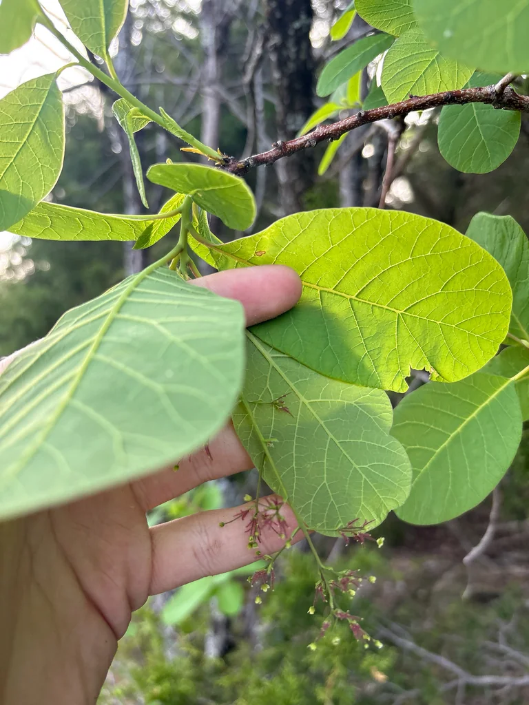 Cotinus Obovatus