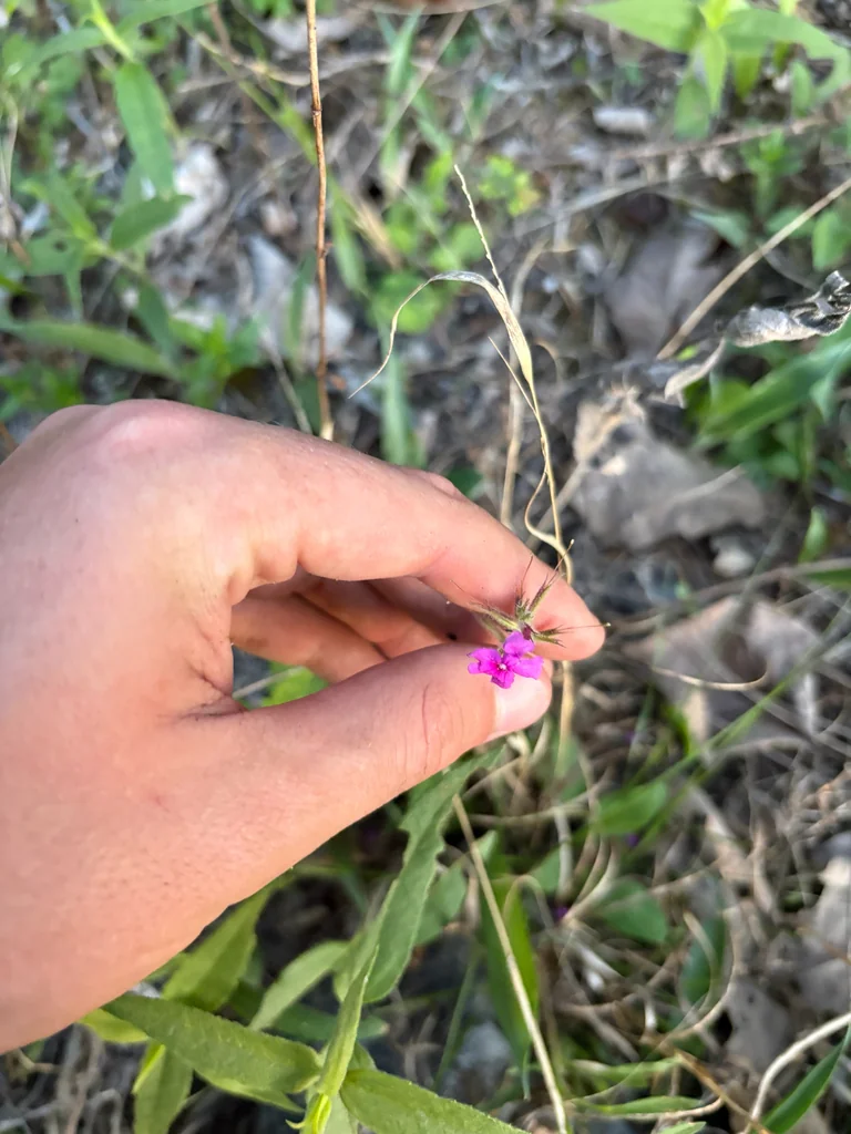 Verbena Canadensis