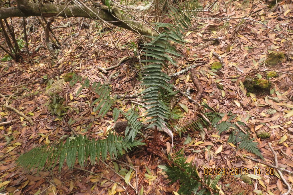 Dryopteris wallichiana