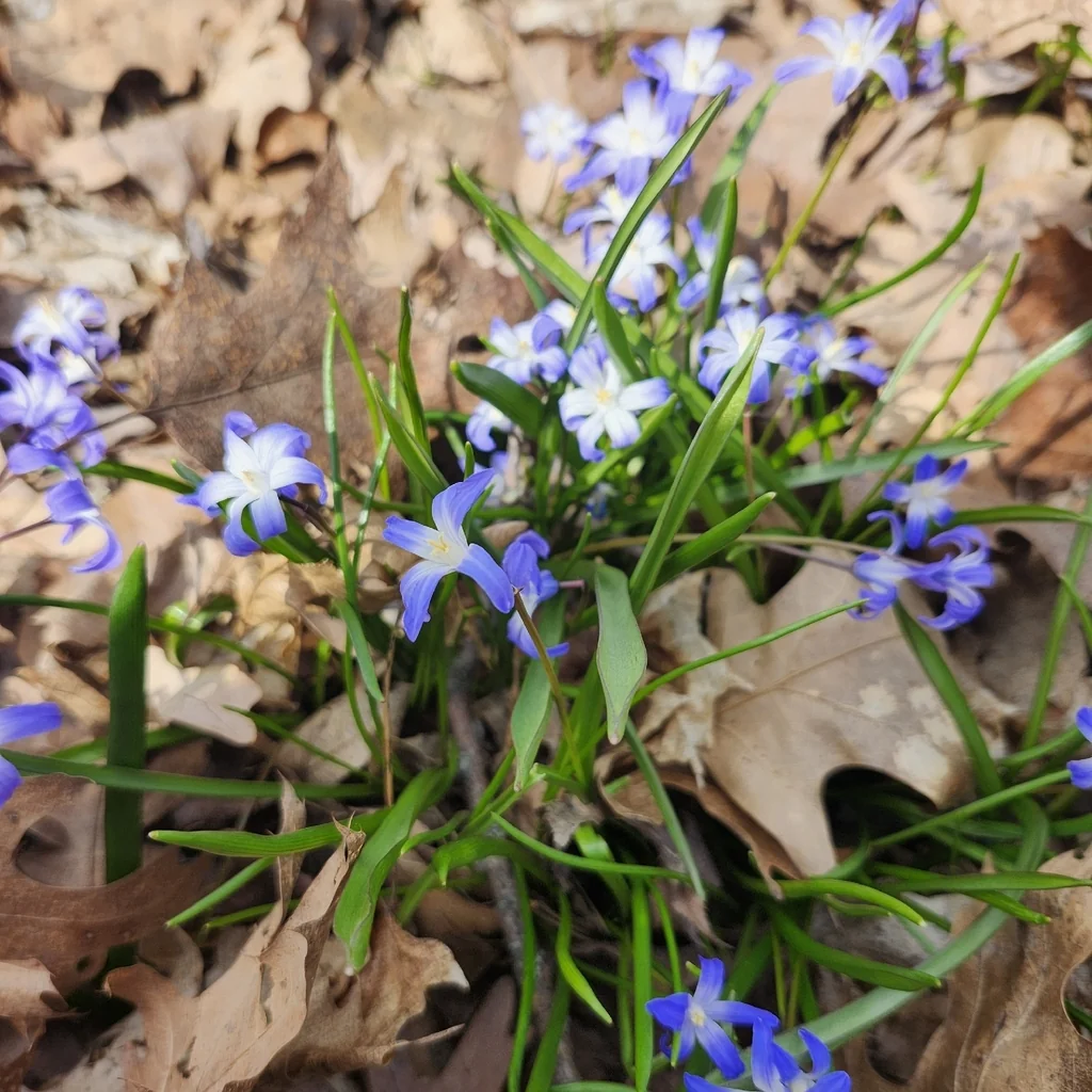 Chionodoxa Forbesii