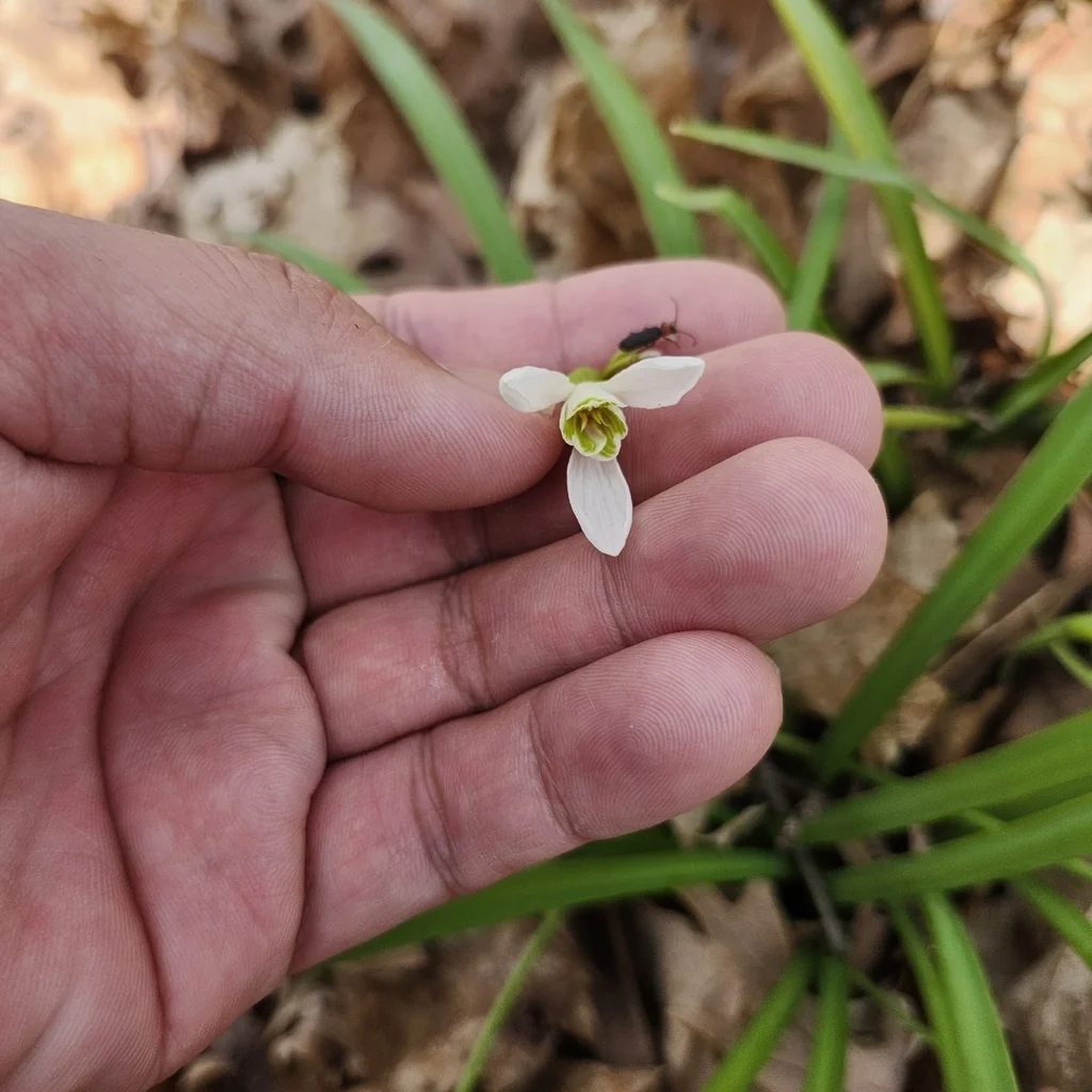 Galanthus Nivalis