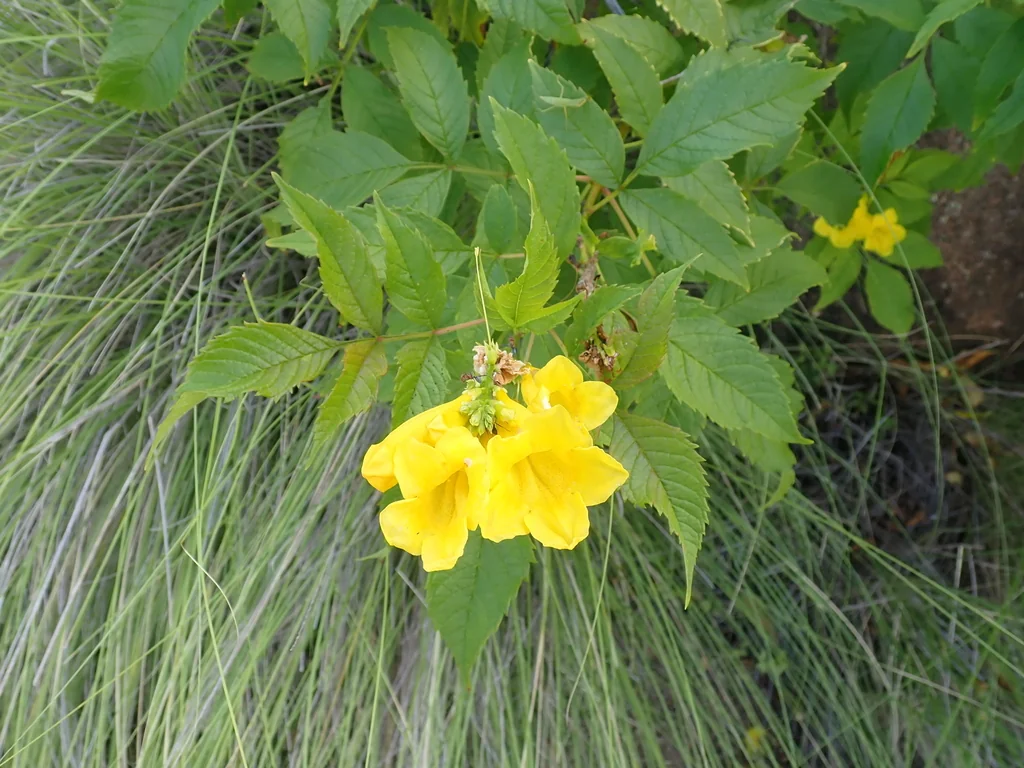 Tecoma Stans
