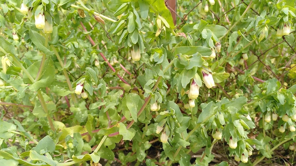 Cerinthe Major