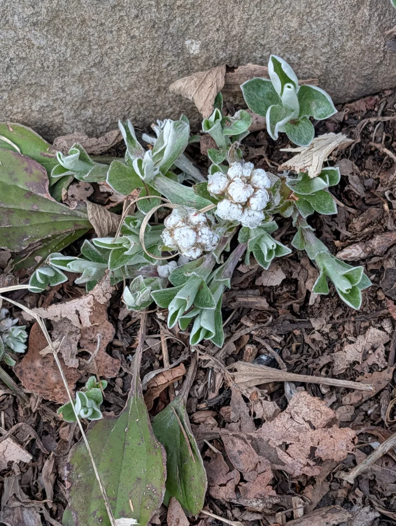 Antennaria Plantaginifolia