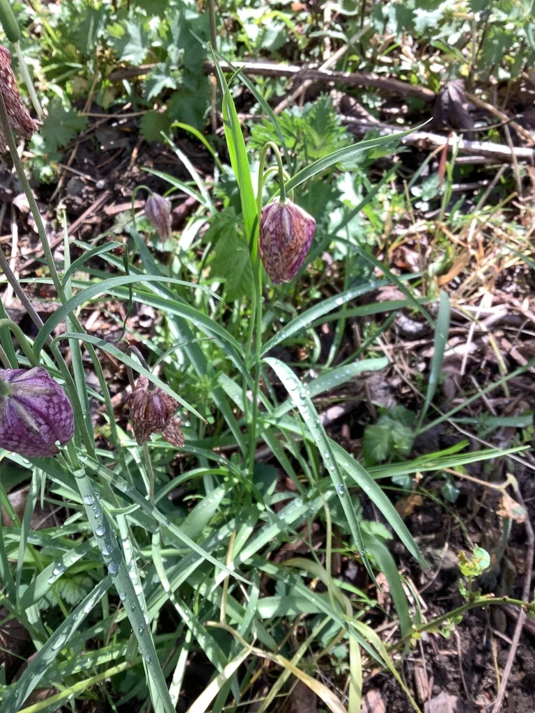 Fritillaria Meleagris