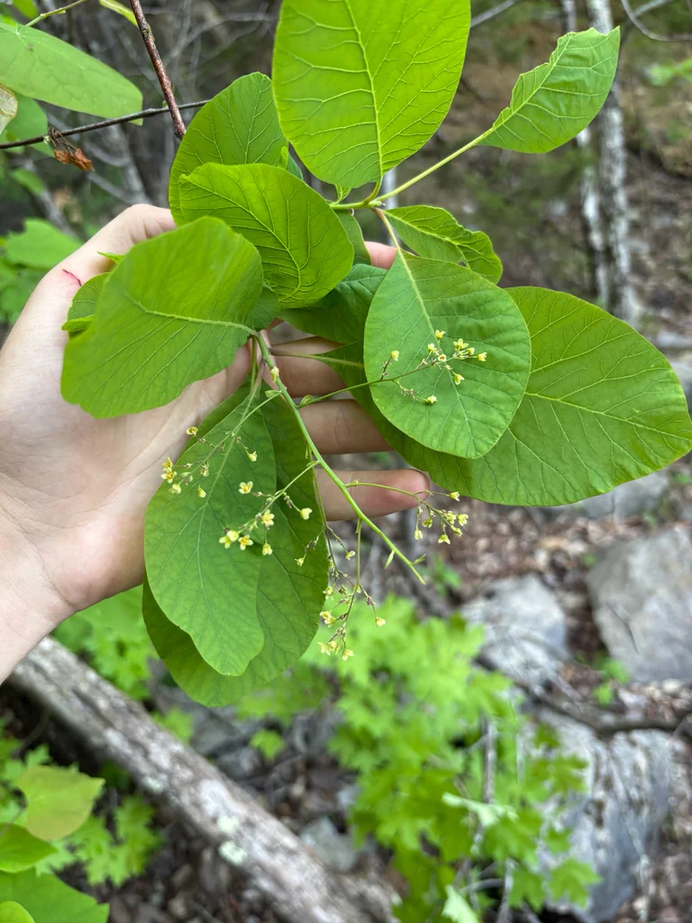 Cotinus Obovatus
