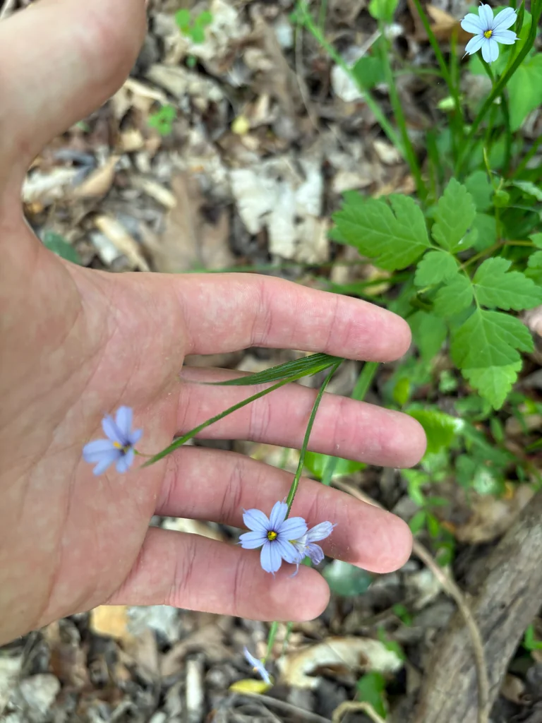 Sisyrinchium Angustifolium
