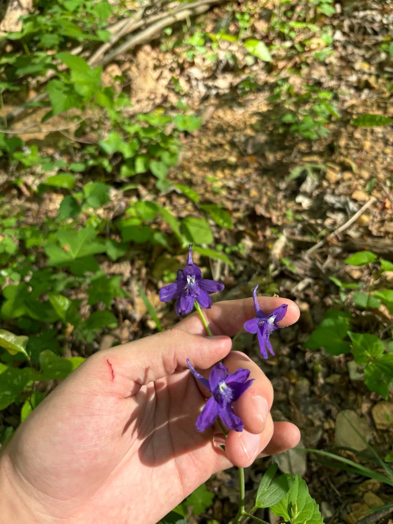 Delphinium Tricorne