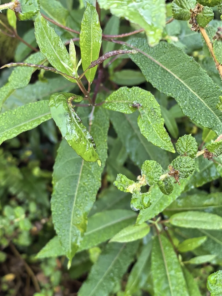 Nuxia Floribunda