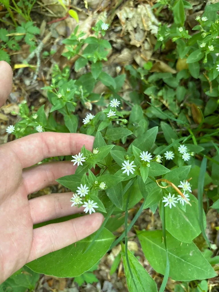 Stellaria Pubera
