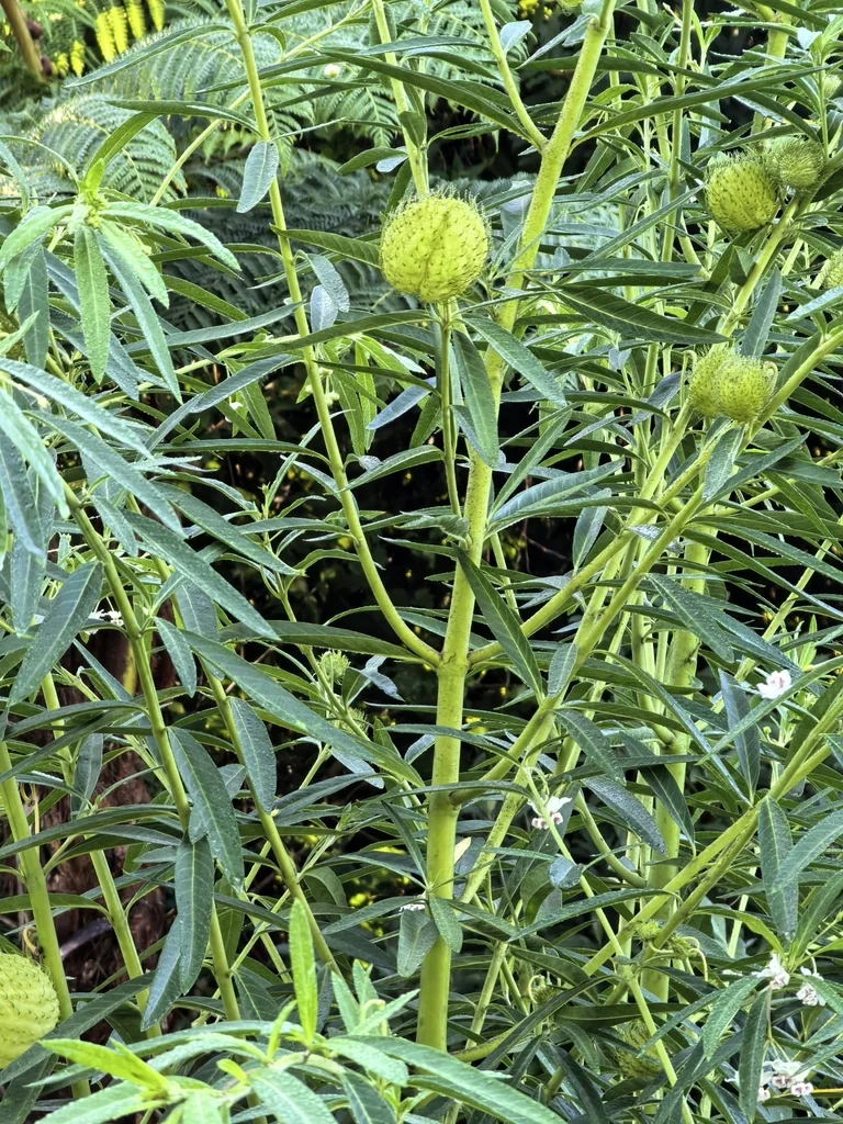 Gomphocarpus Physocarpus
