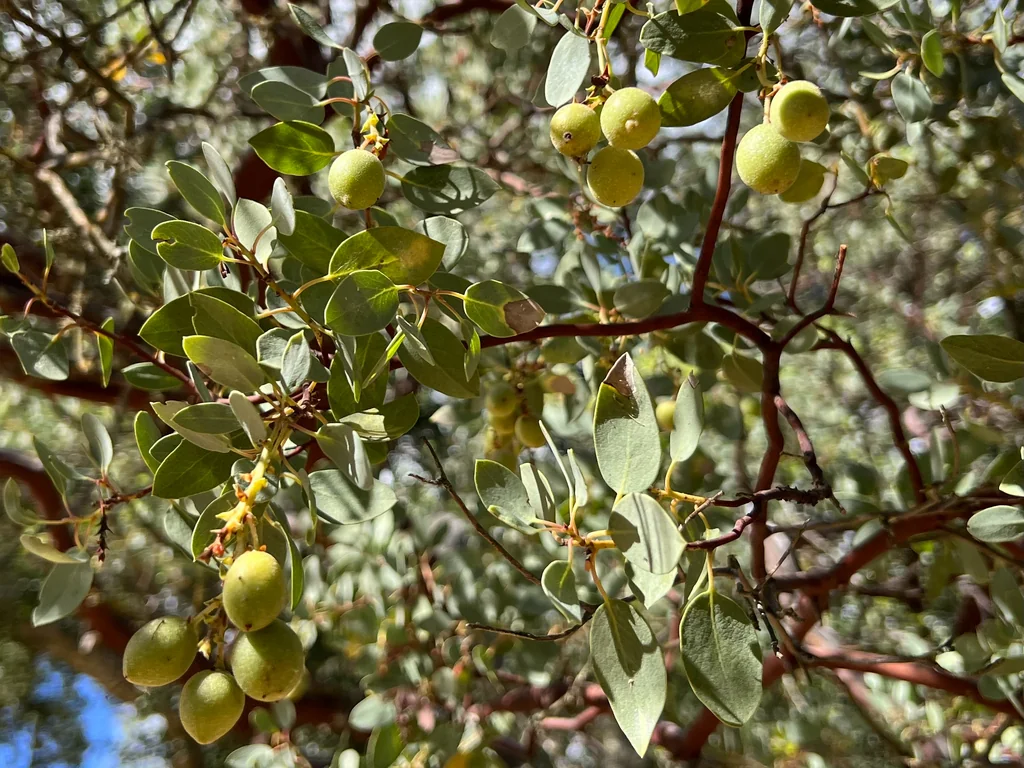 Arctostaphylos Glauca
