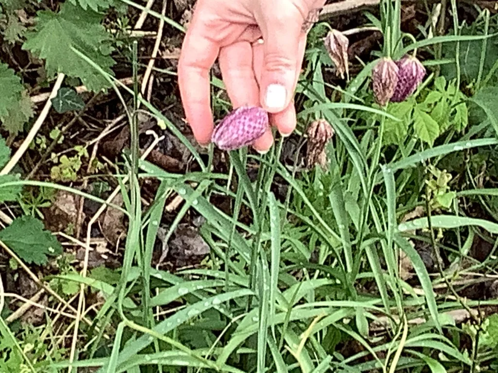 Fritillaria Meleagris