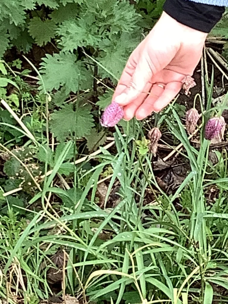 Fritillaria Meleagris