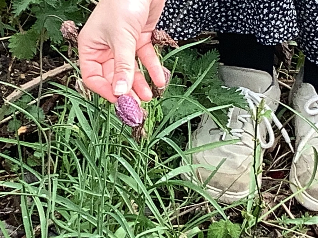Fritillaria Meleagris