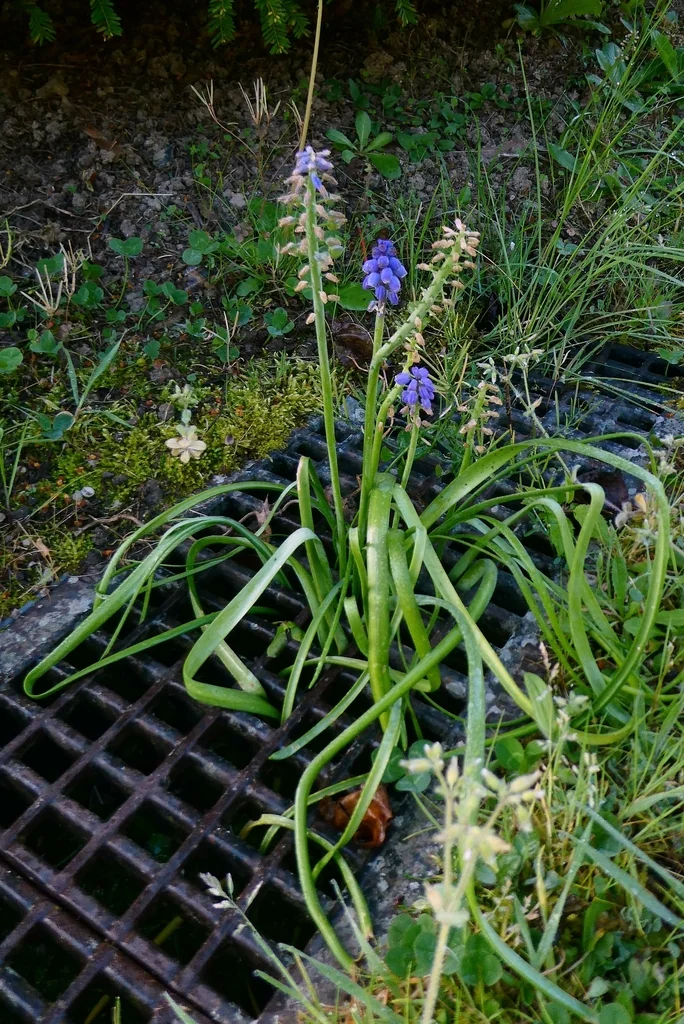 Muscari Armeniacum