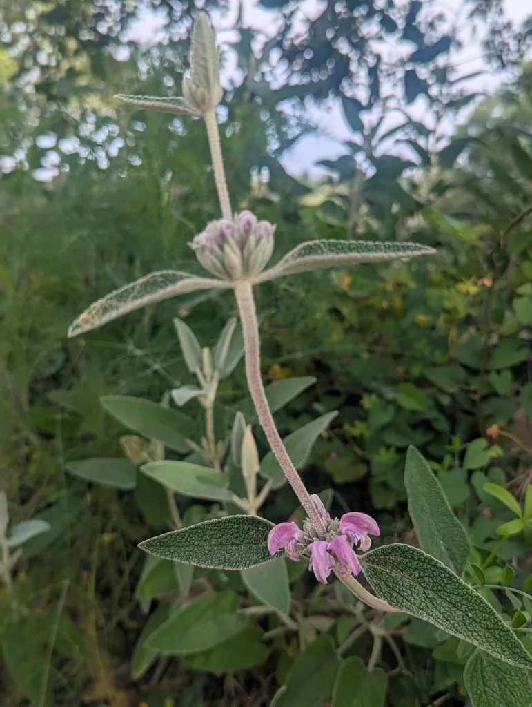 Phlomis Purpurea