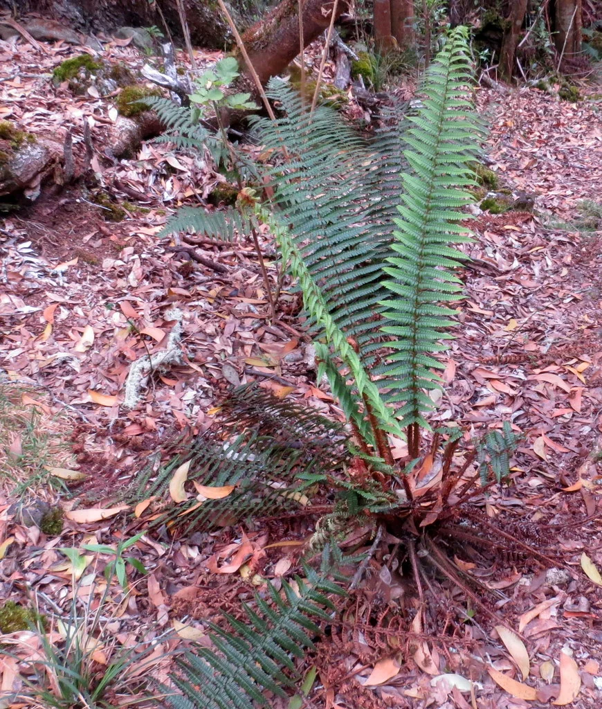 Dryopteris wallichiana