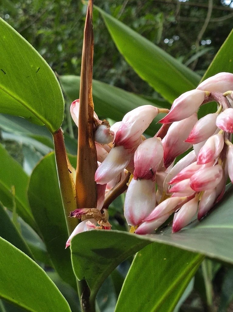 Alpinia Zerumbet