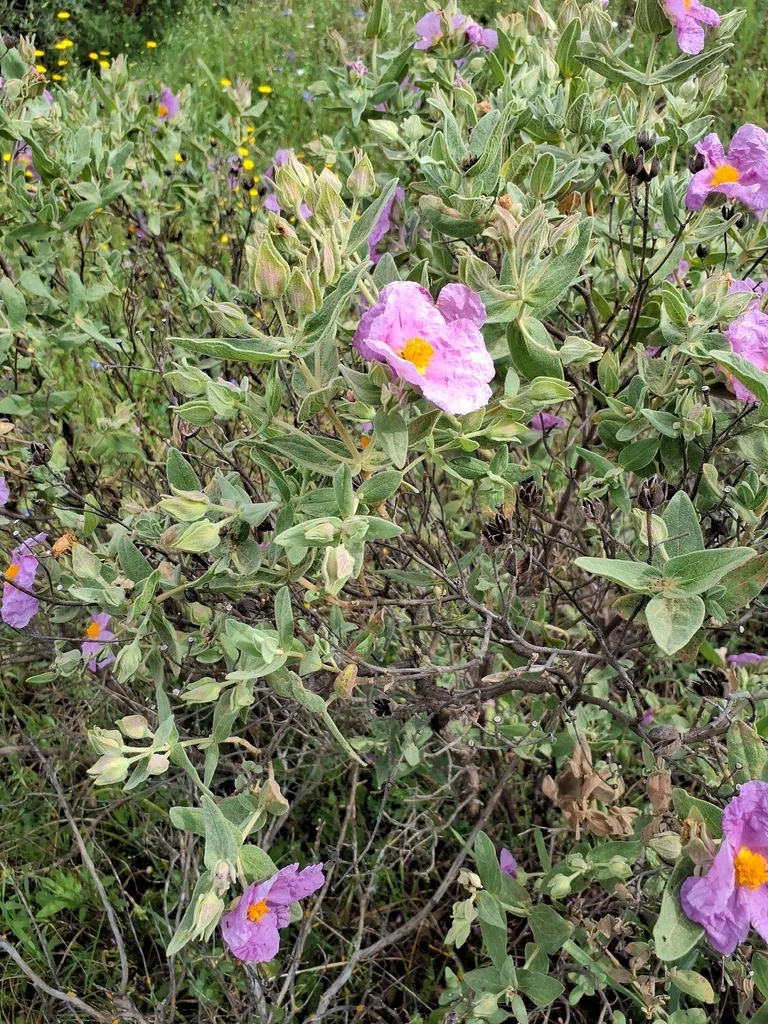 Cistus Albidus