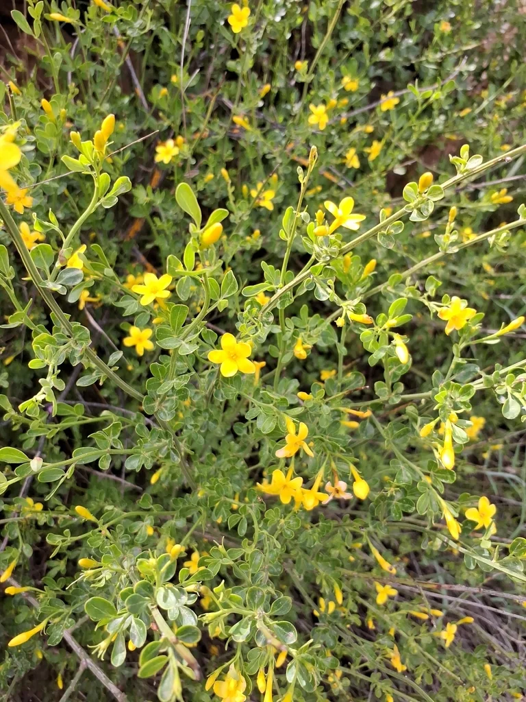 Jasminum Humile