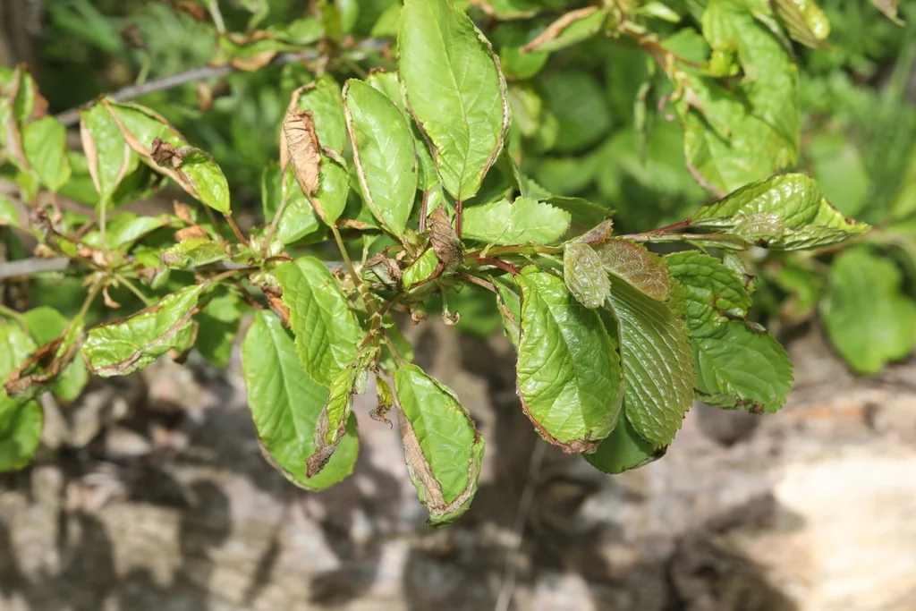 Prunus Domestica