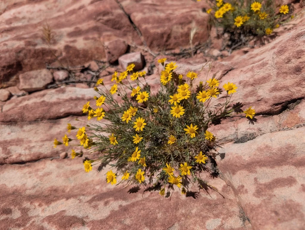 Thymophylla Pentachaeta