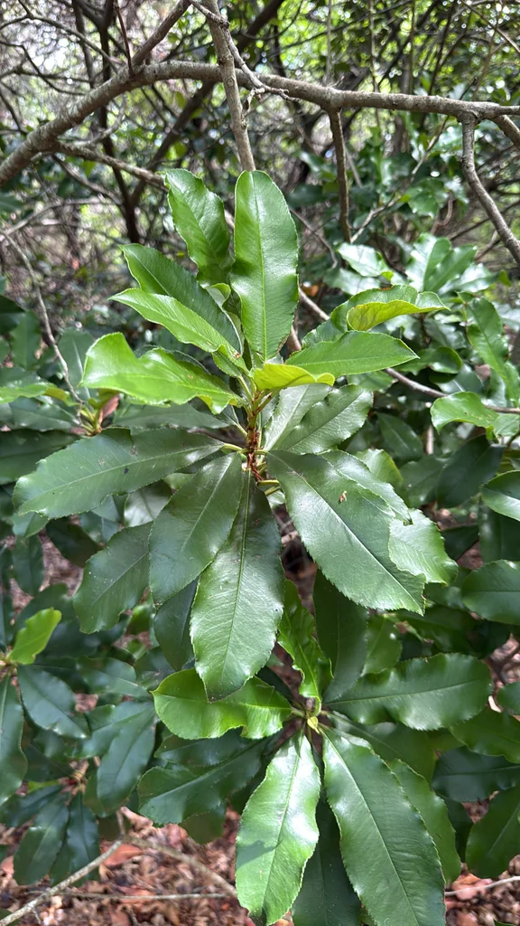 Photinia Serratifolia