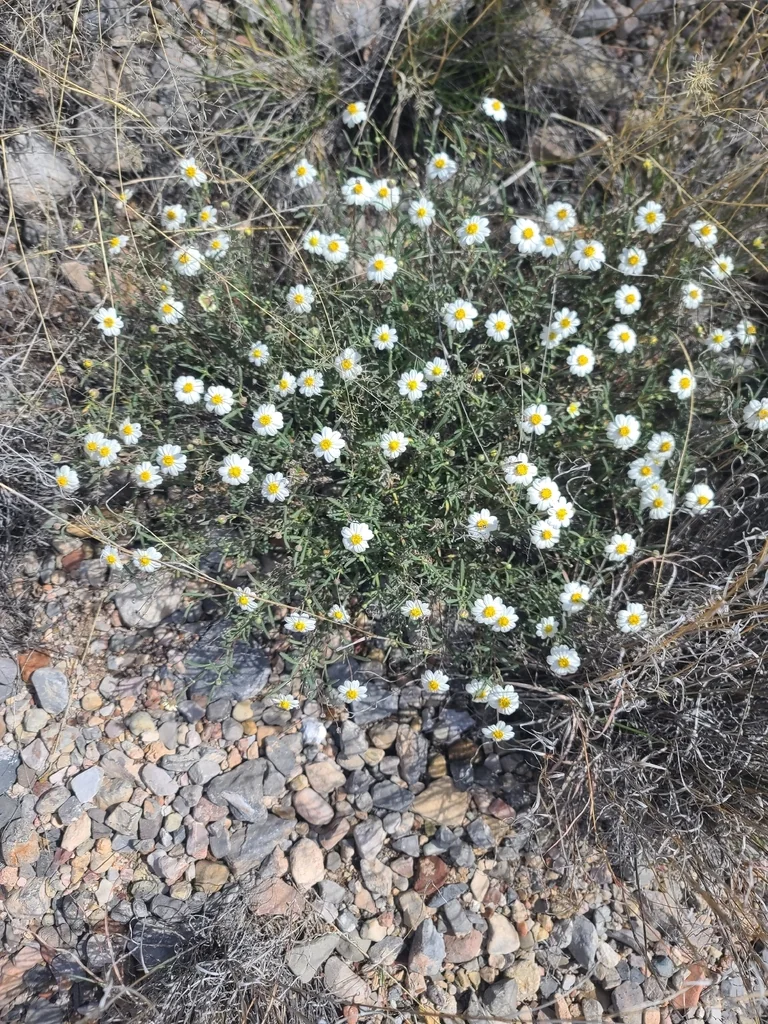 Melampodium Leucanthum