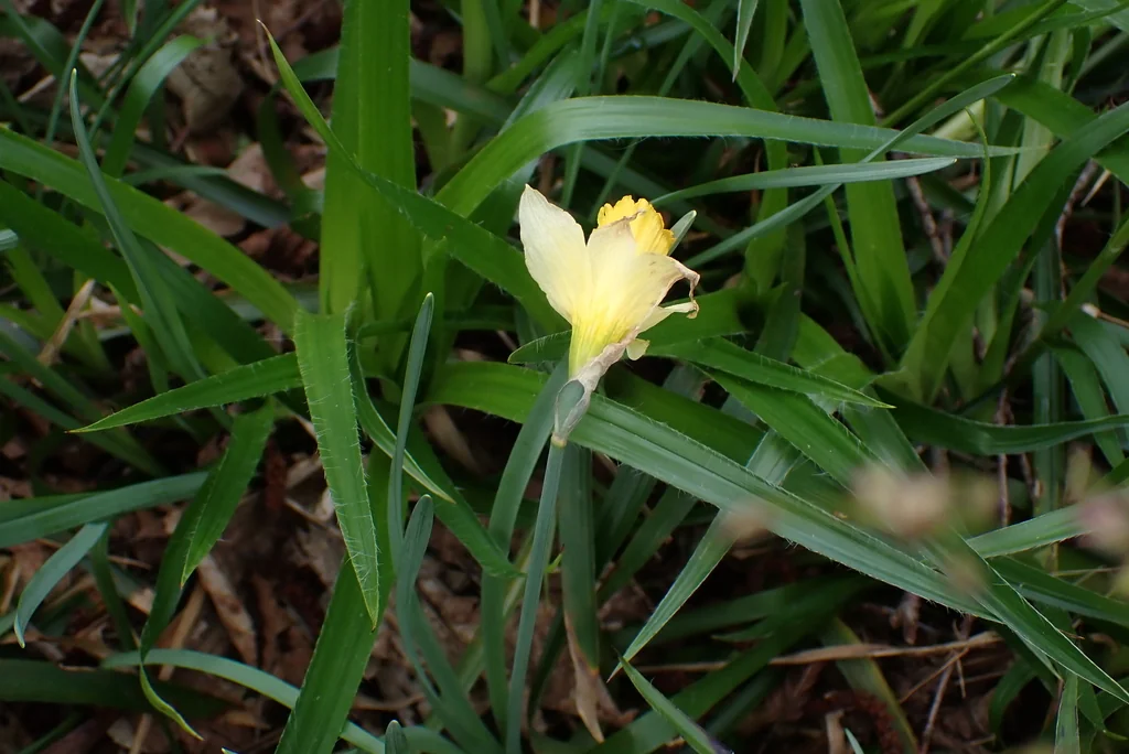 Narcissus Pseudonarcissus