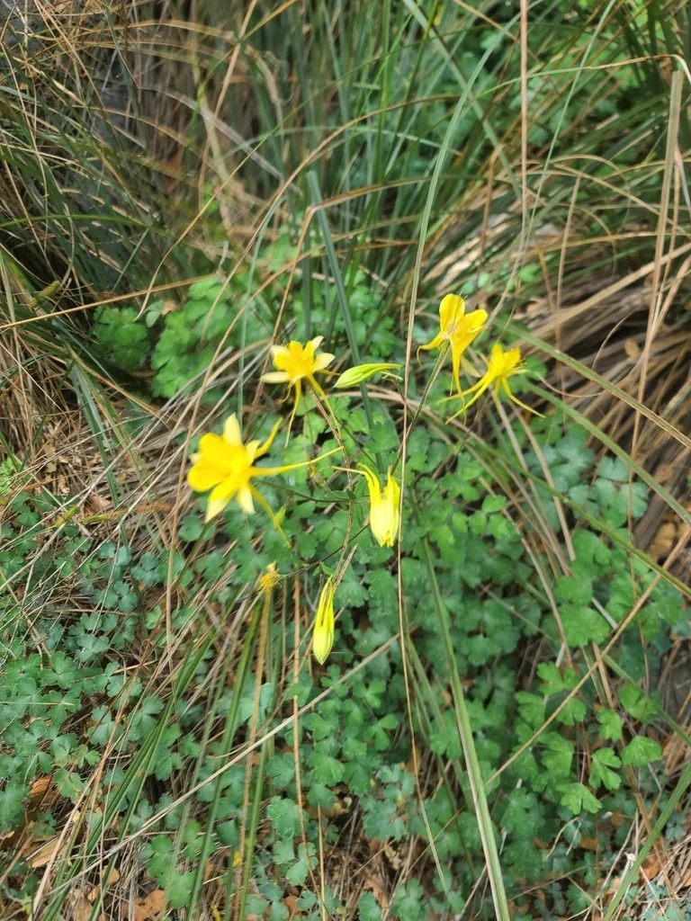 Aquilegia Chrysantha