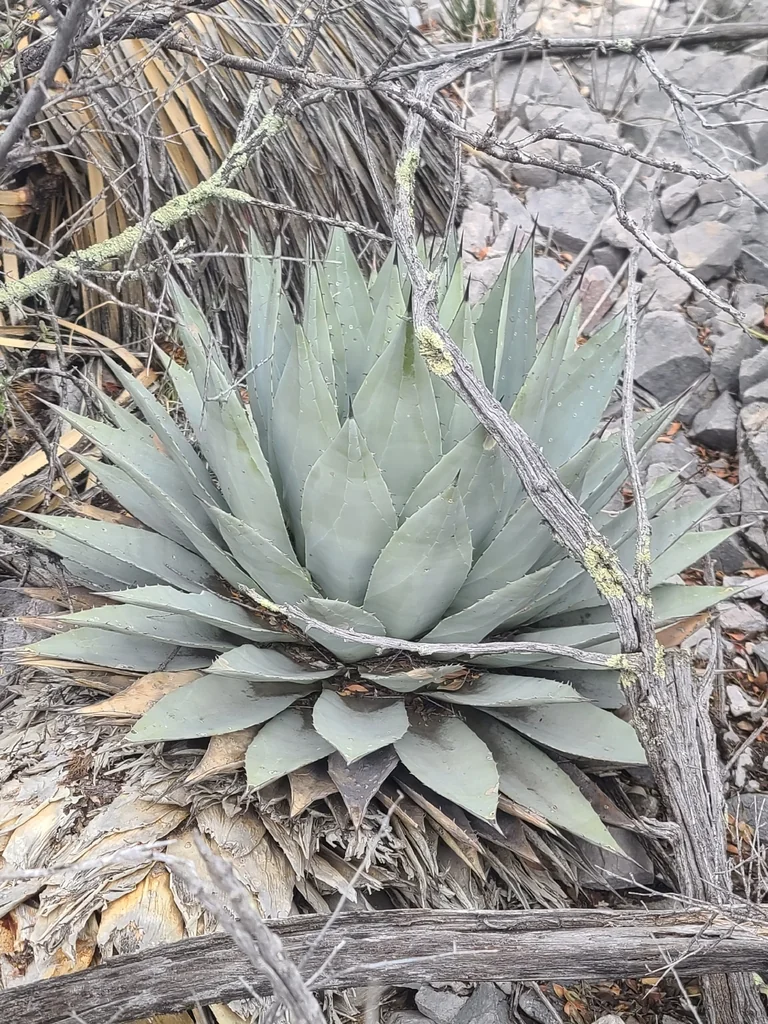 Agave Parryi