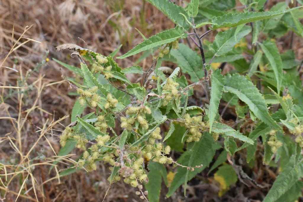 Ambrosia Ambrosioides