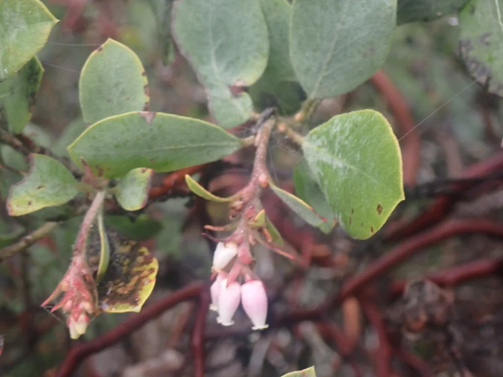 Arctostaphylos Columbiana