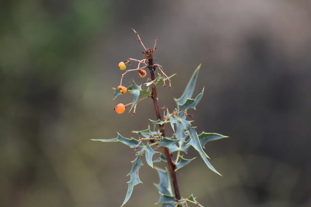 Berberis Haematocarpa
