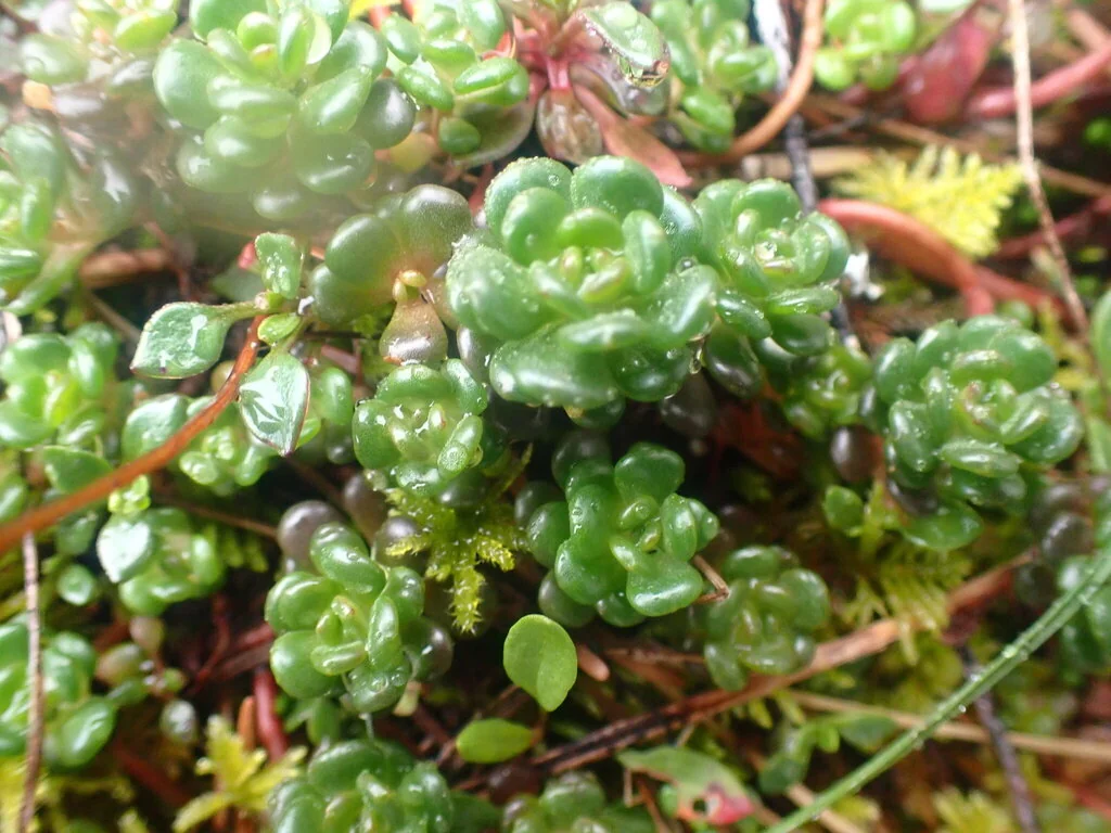 Sedum Oreganum