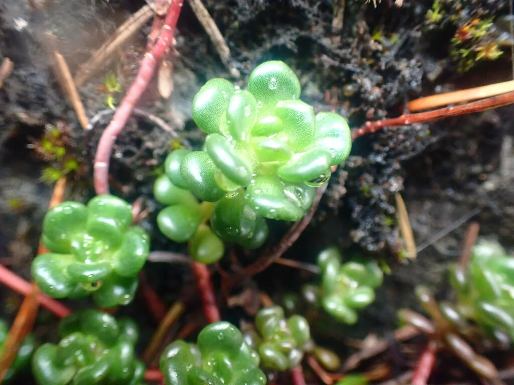 Sedum Oreganum