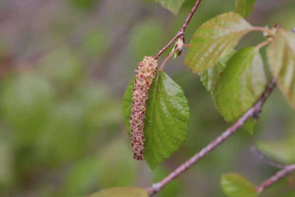 Betula Occidentalis