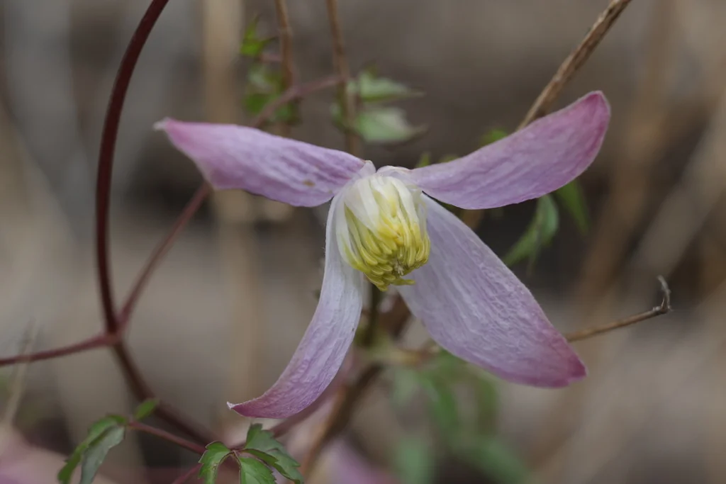 Clematis Columbiana