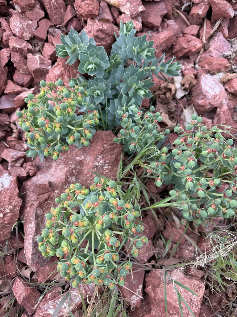 Euphorbia Myrsinites