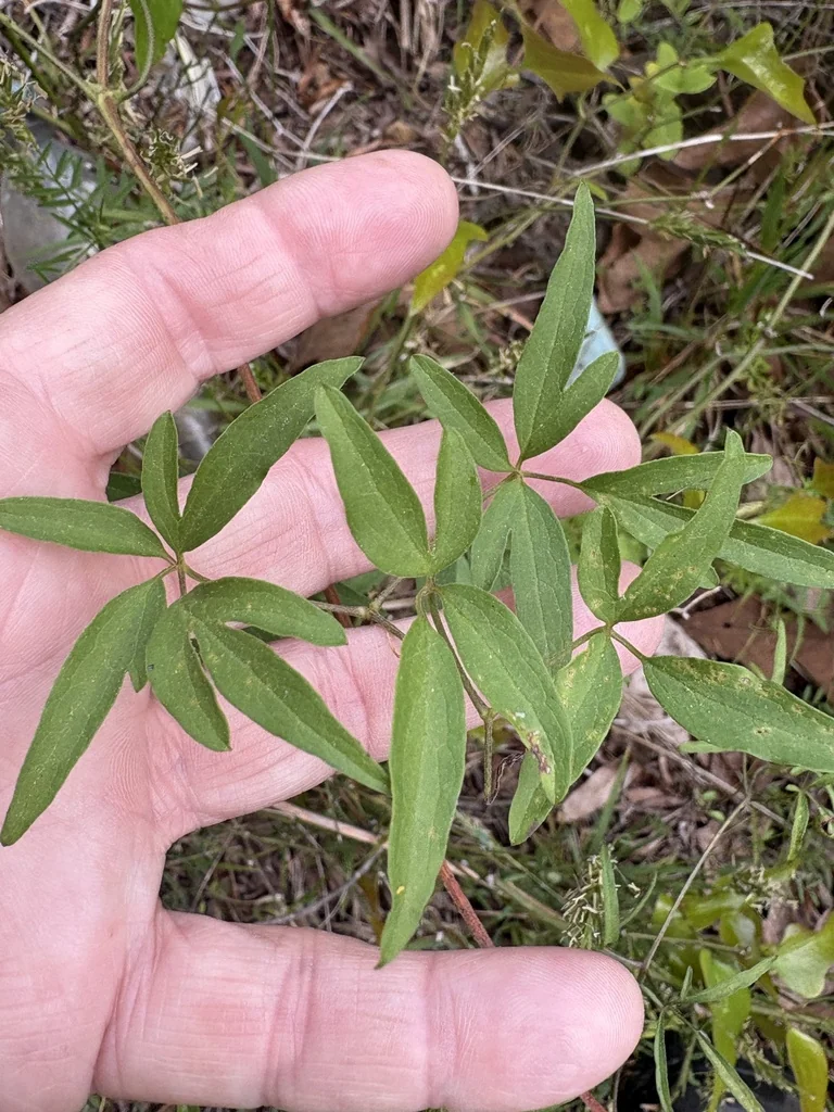 Clematis Viorna