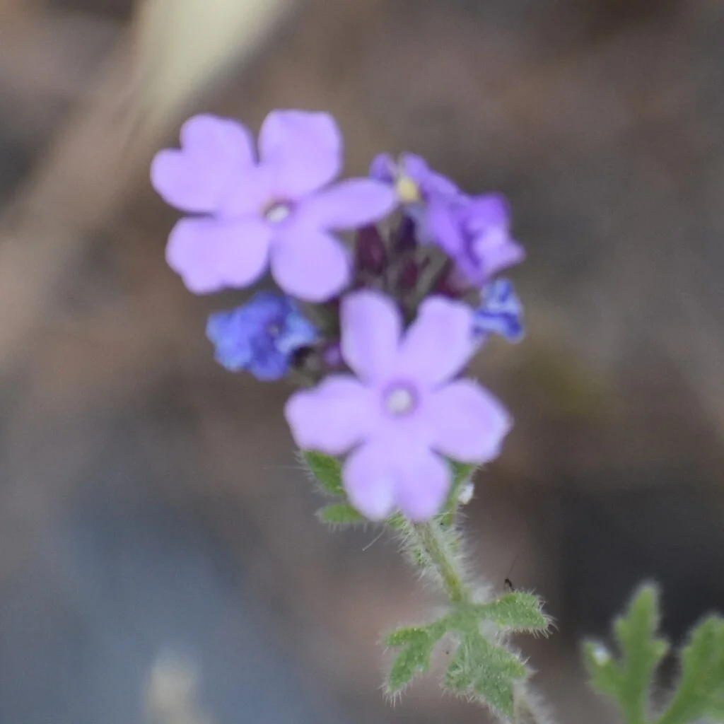 Verbena Gooddingii