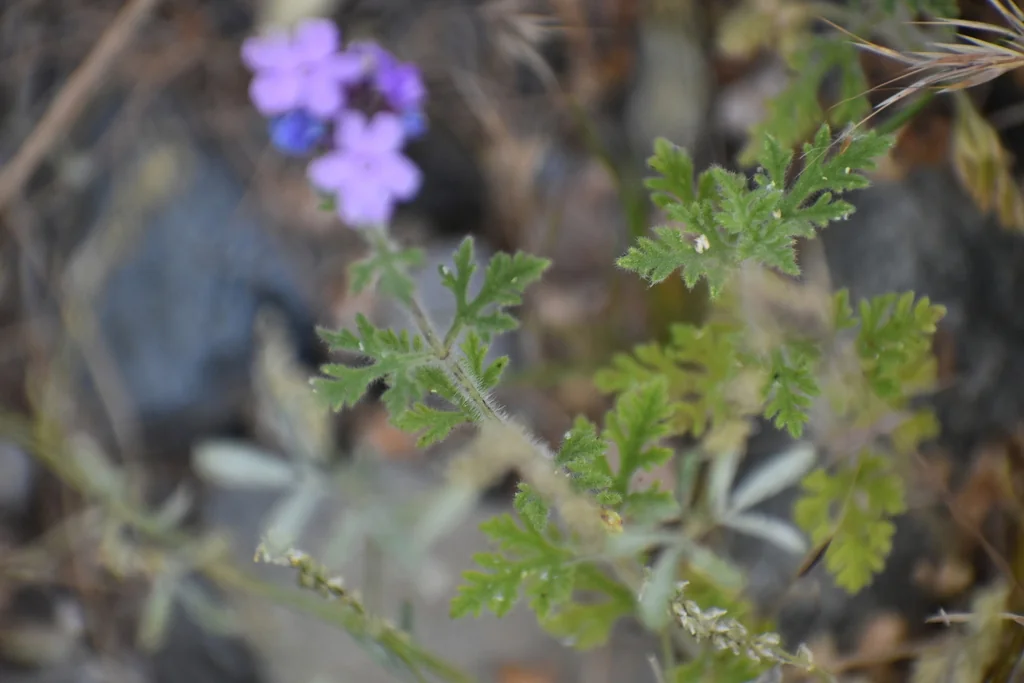 Verbena Gooddingii