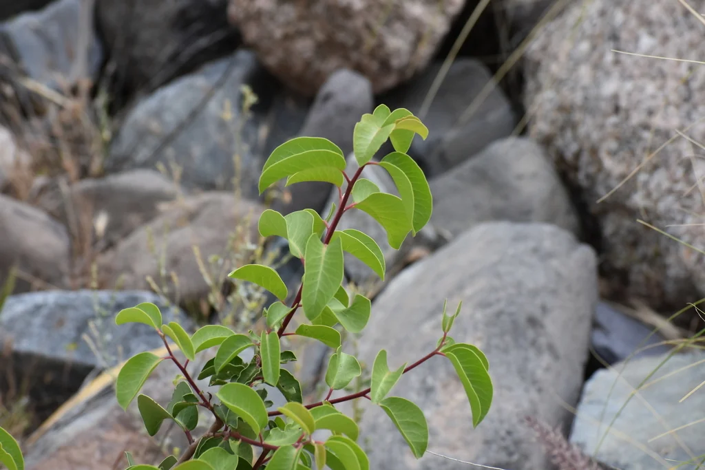 Rhus Ovata
