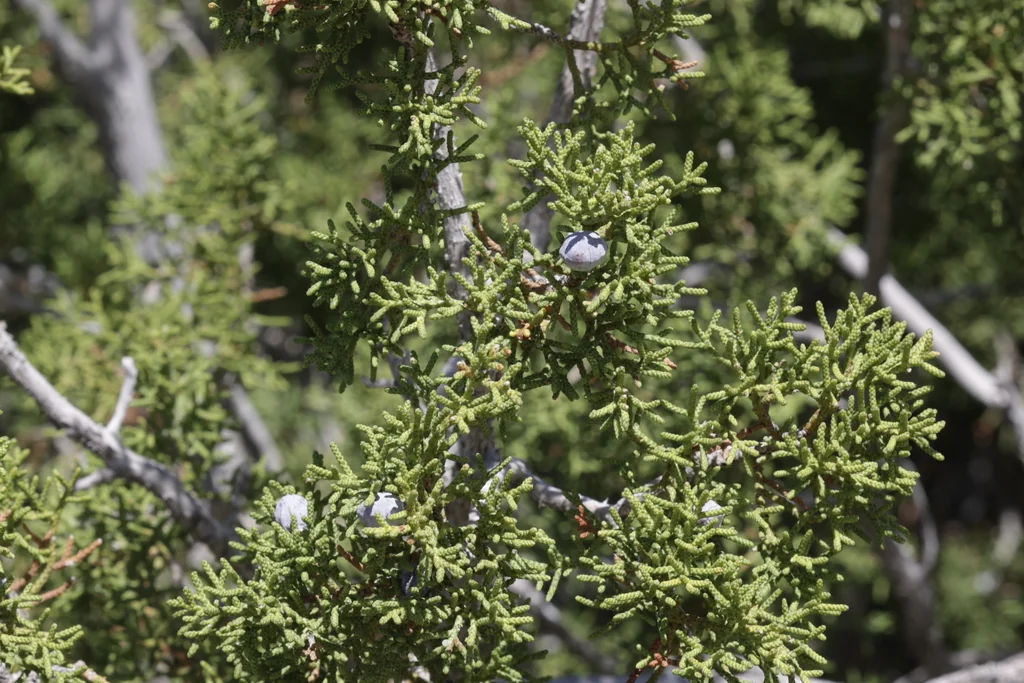 Juniperus Californica